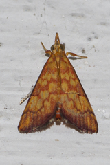 Autocharis ignealis