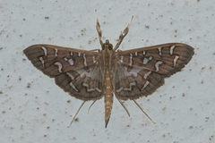 Nausinoe