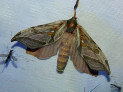 Sthenopis argenteomaculatus