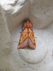 Papaipema leucostigma