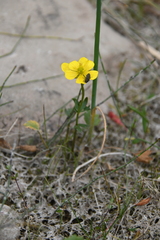 Ranunculus sulphureus