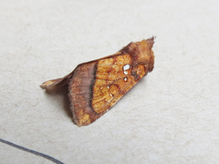 Papaipema leucostigma