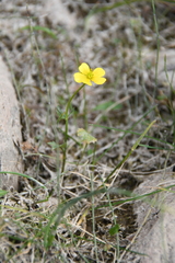 Ranunculus sulphureus