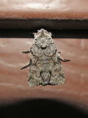 Sympistis chionanthi
