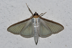 Cydalima