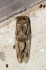 Hyperaeschra pallida