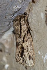 Hyperaeschra pallida