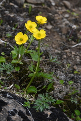 Ranunculus sulphureus