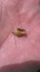 Columbella rusticoides