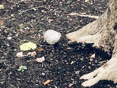 Coturnix