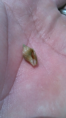 Columbella rusticoides