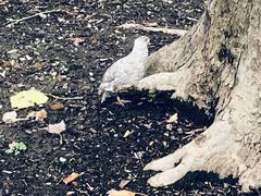 Coturnix