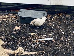 Coturnix