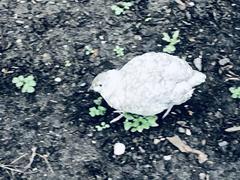 Coturnix