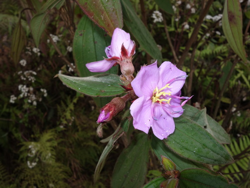 Osbeckia nepalensis iNat (1)