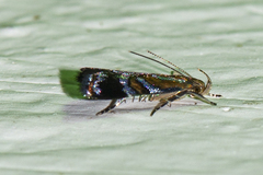 Helcystogramma