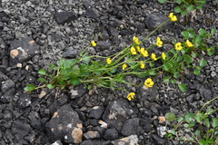 Ranunculus sulphureus