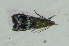 Helcystogramma