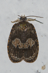 Cnesteboda celligera