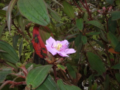 Osbeckia nepalensis