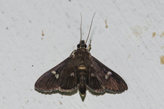 Nosophora
