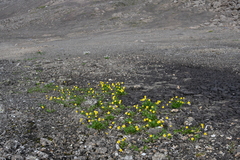 Ranunculus sulphureus