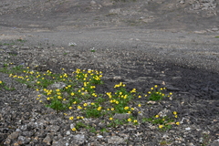 Ranunculus sulphureus