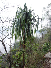 Pandanus furcatus