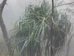 Pandanus furcatus