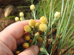 Helichrysum chionosphaerum