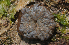 Anemonia viridis