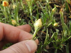 Helichrysum chionosphaerum