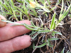 Helichrysum chionosphaerum