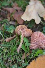 Laccaria laccata
