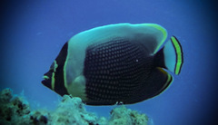 Chaetodon reticulatus