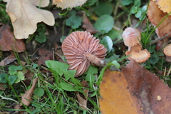 Laccaria laccata