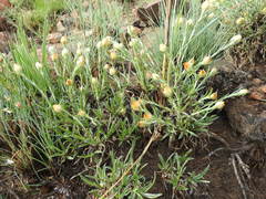 Helichrysum chionosphaerum