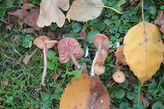 Laccaria laccata