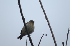 Sporophila caerulescens