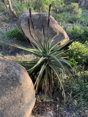 Aloe spicata