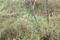 Sporophila caerulescens