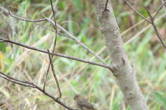 Sporophila caerulescens