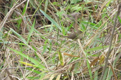 Sporophila caerulescens