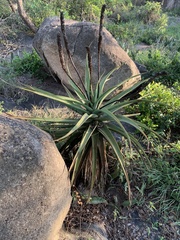 Aloe spicata