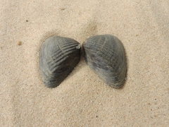 Castalia ambigua
