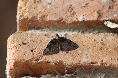 Hammaptera parinotata