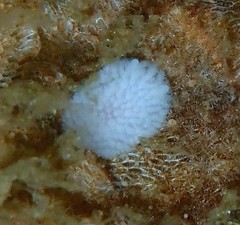 Onchidoris evincta