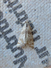 Petrophila canadensis