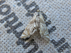 Petrophila canadensis