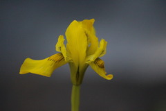 Moraea huttonii